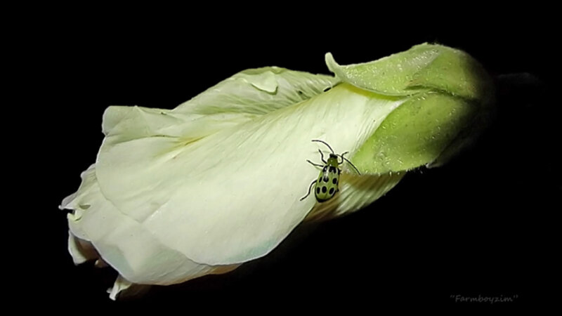 "Hollyhock Visitor""