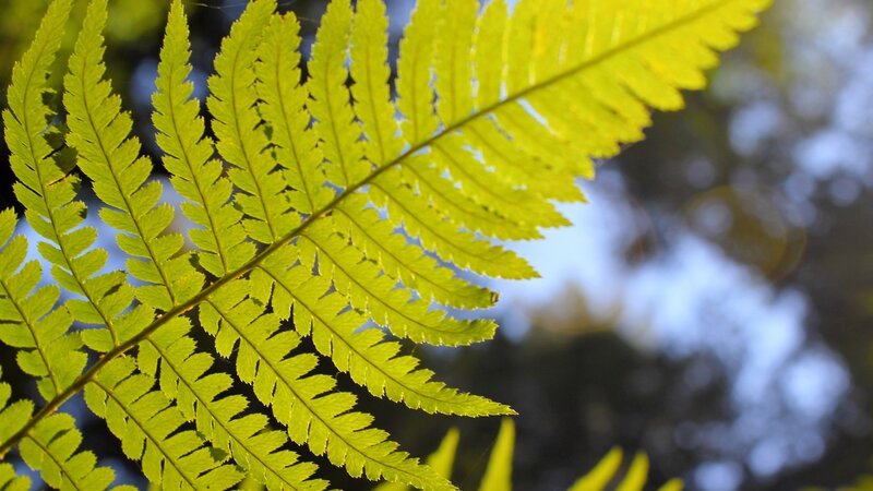 Fern and Sun