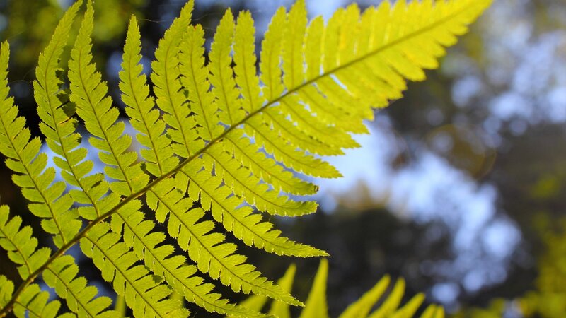Fern and Sun