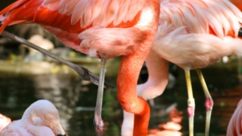 Sunny flamingo