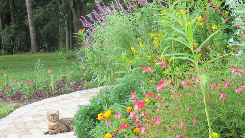 Cat in deer resistant flower garden