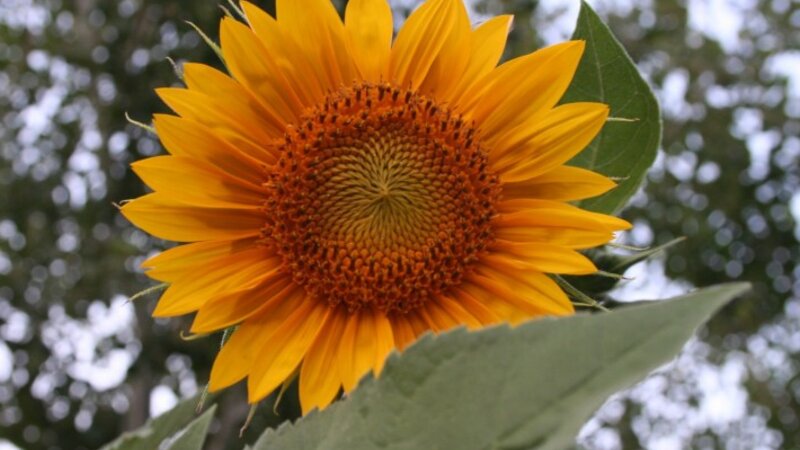 Sunflower