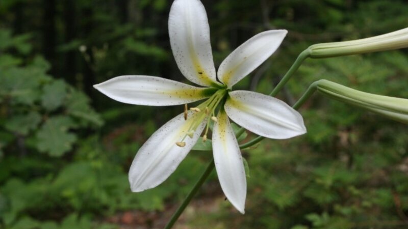 Lilly of Paradise