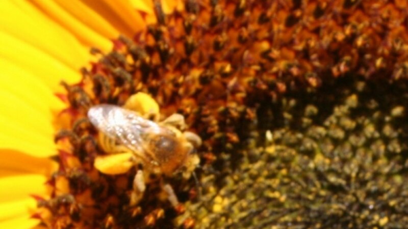 Bee of Pollen