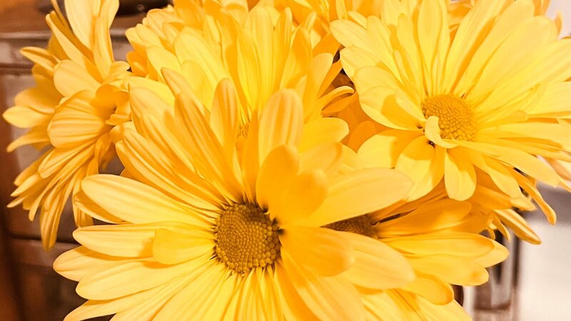 yellow daisies in a vase