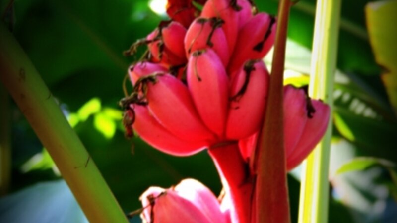Pink Bananas