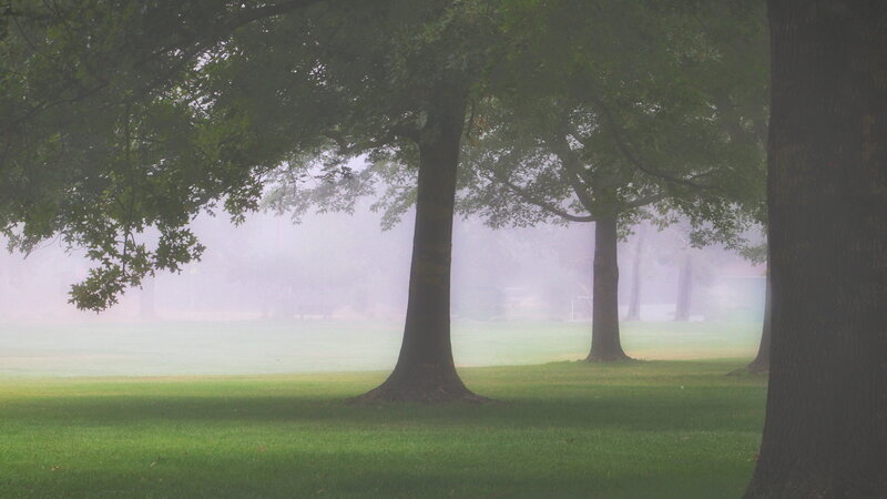 Foggy Oaks