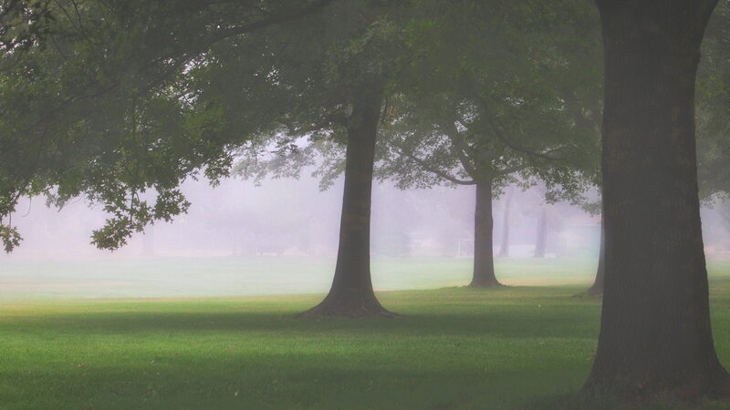 Foggy Oaks