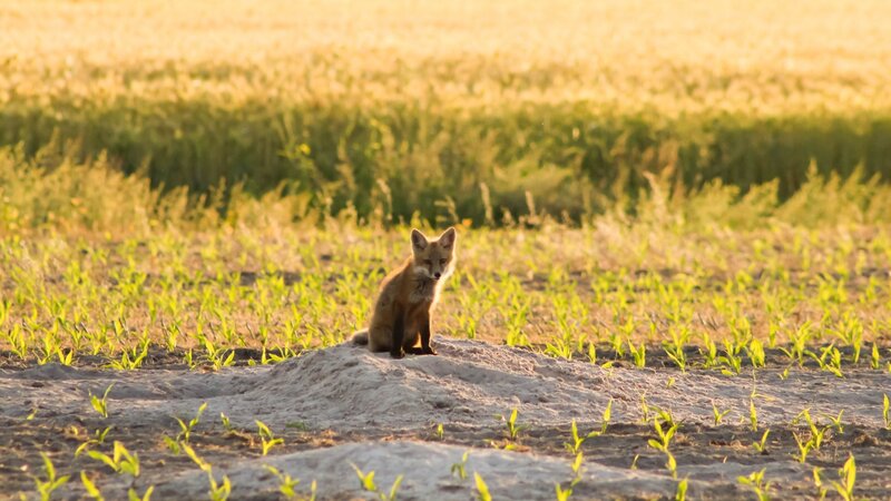 Fox Cub 