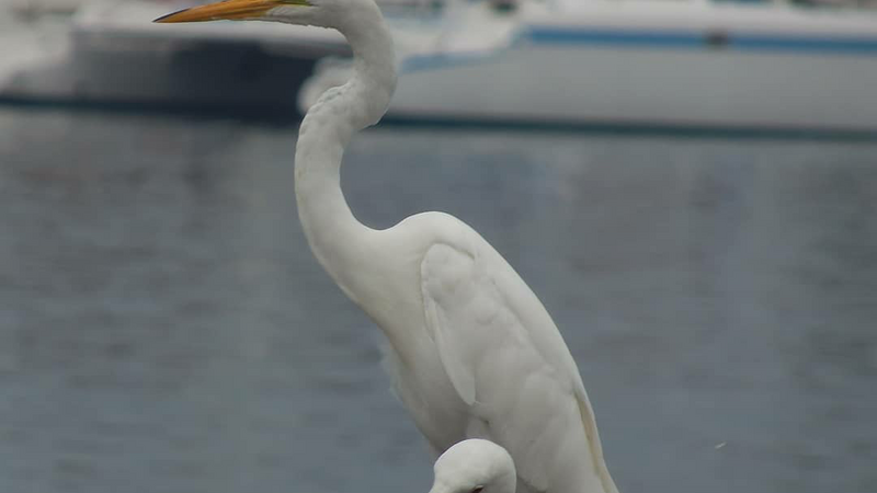Friends Channel Islands Harbor