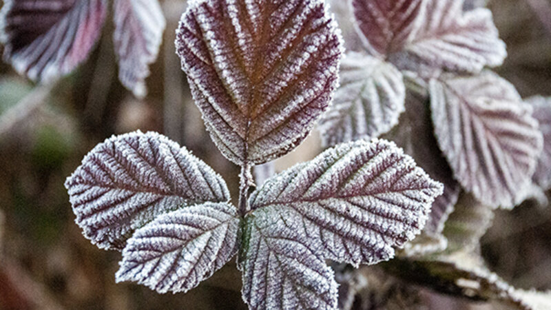 frosted blackberry