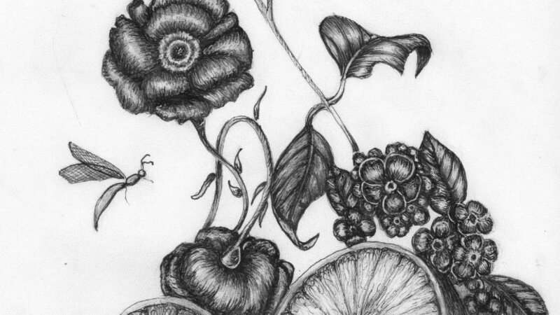 christina thompson, pen and ink, drawings, philadelphia, floral. still life