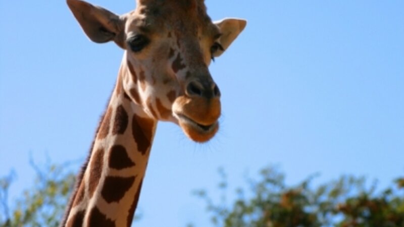 Giraffe