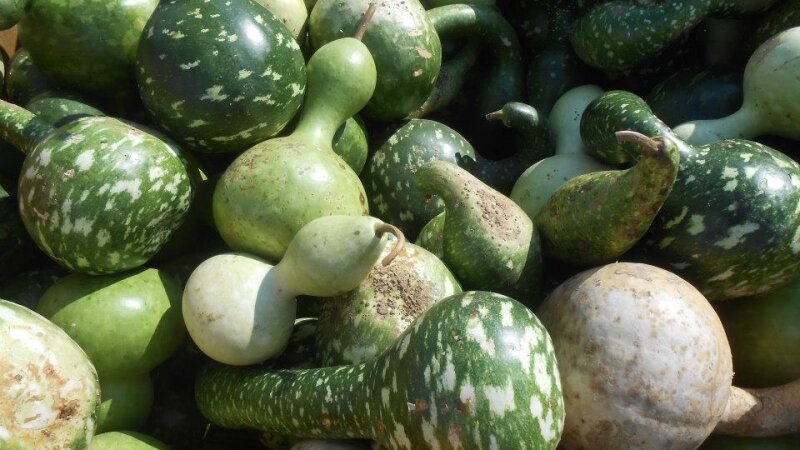Gourds