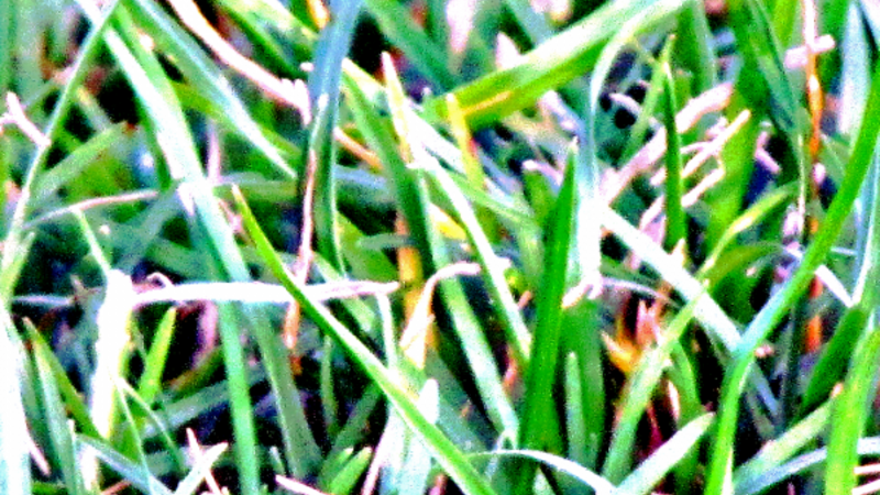 Grass