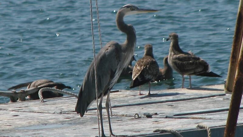Great Blue Heron and Friends