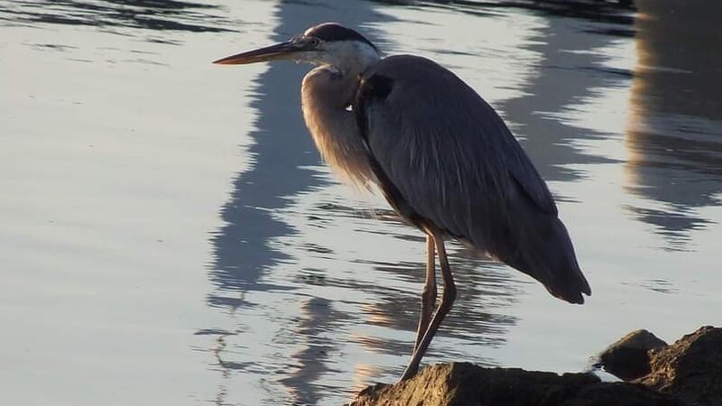 Great Blue Heron1