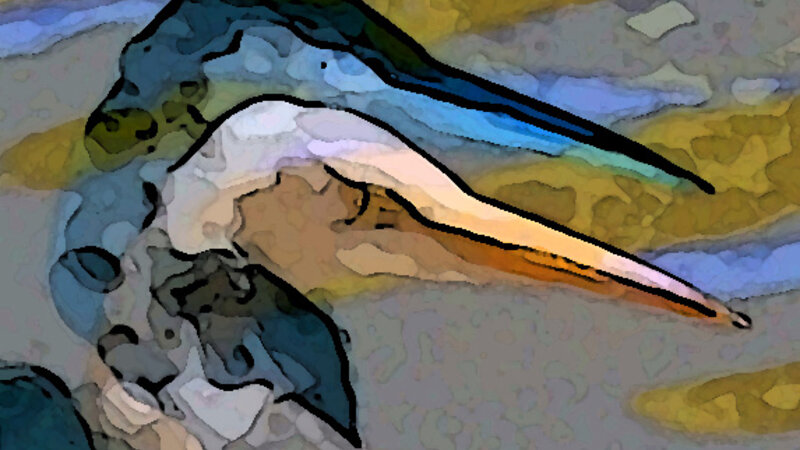Great White Heron 2