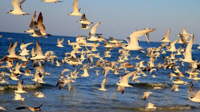 Gulls and Terns....