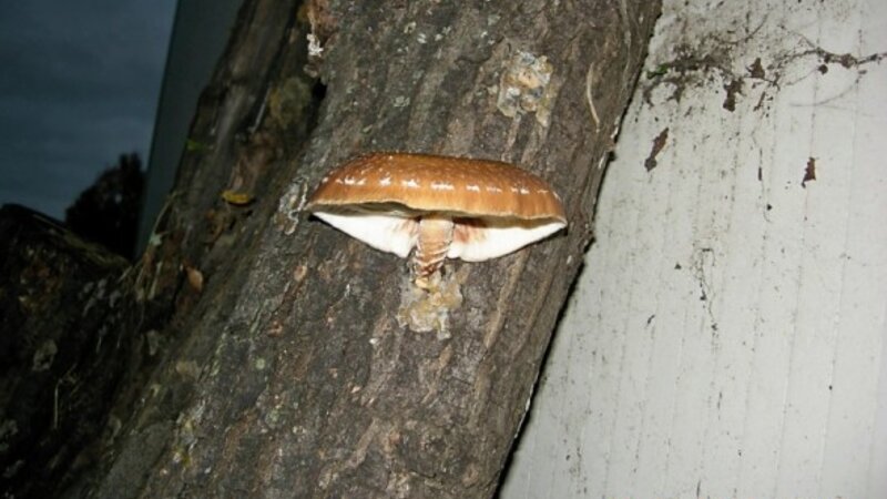 Home grown shitaki mushroom