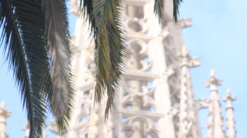 Graceful Palms