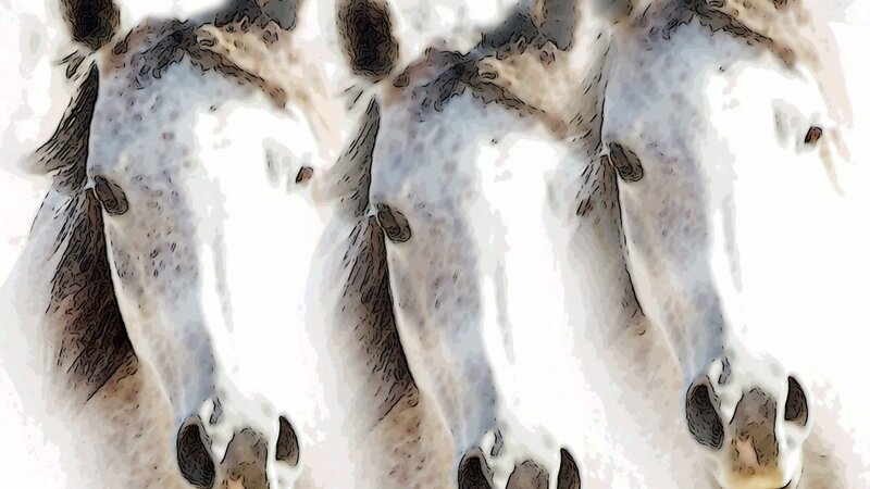 Horse Series Number 4