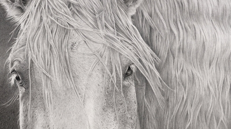 Horse With No Name