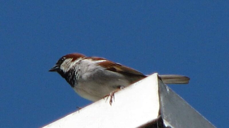House Sparrow