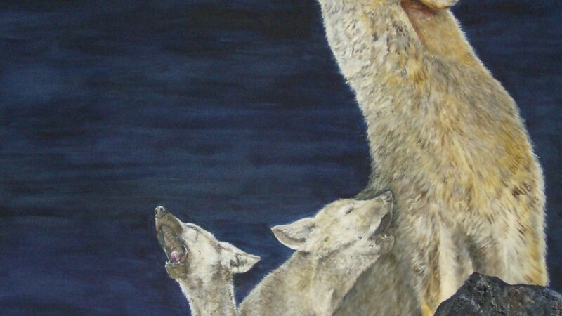 Super Blood Wolf Moon Serenade