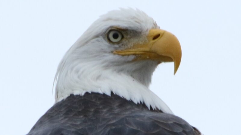 Bald Eagle