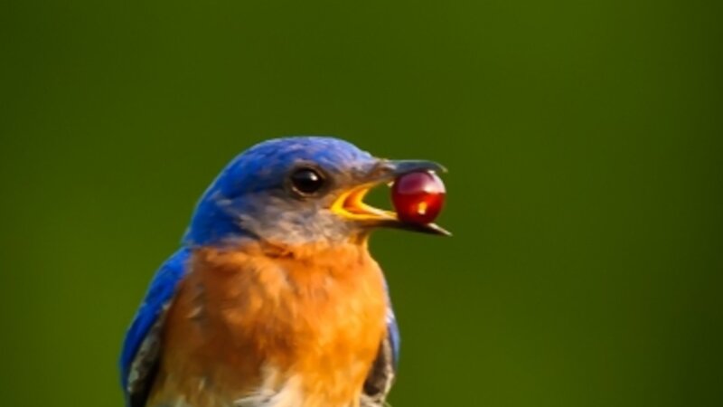 Perfect Red Berry