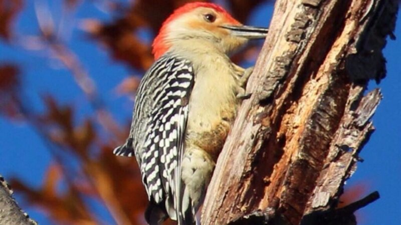 Woodpecker 2