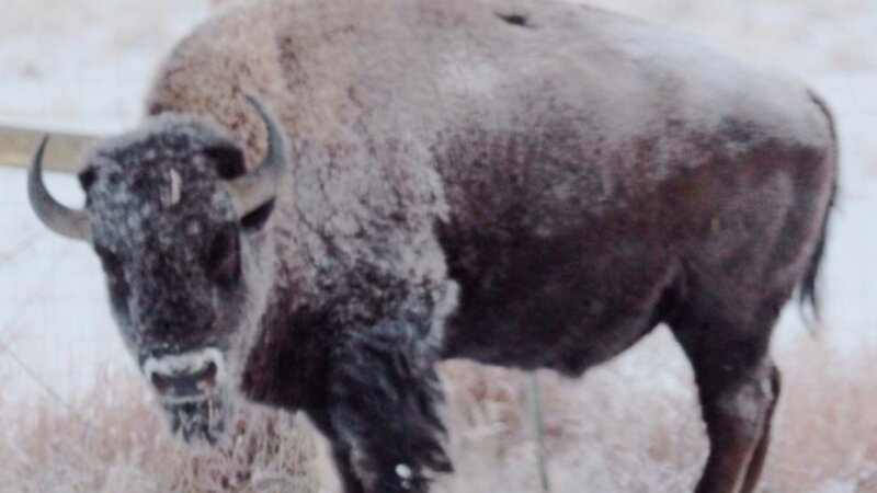 Bison in -15 below temps