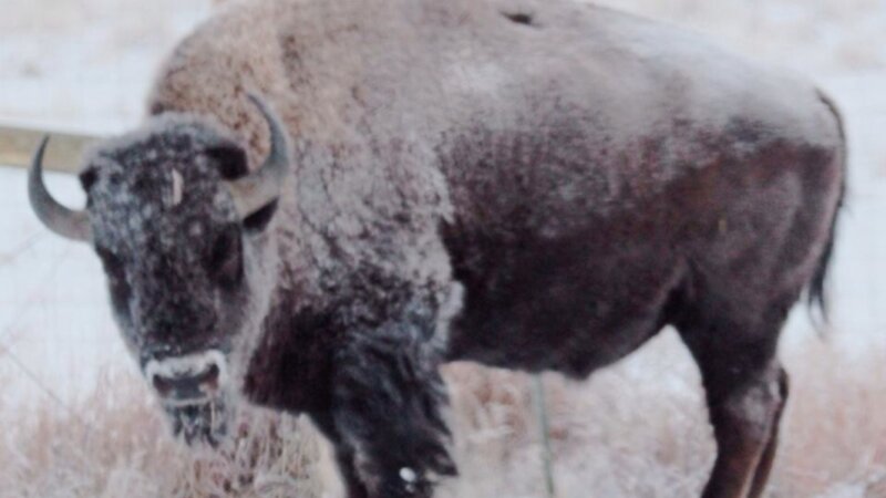 Bison in -15 below temps
