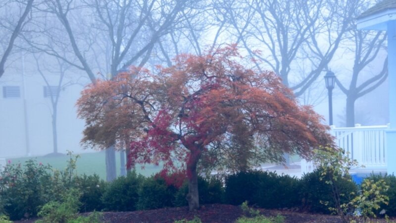 nature,tree