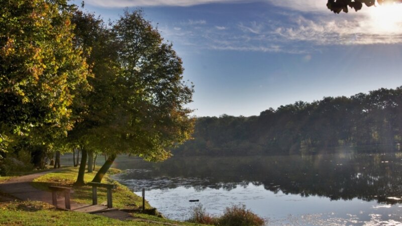 trees, fall, lake