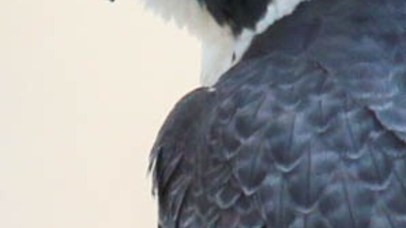 Female peregrine falcon