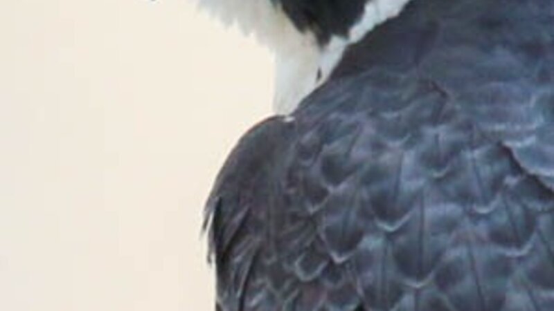 Female peregrine falcon