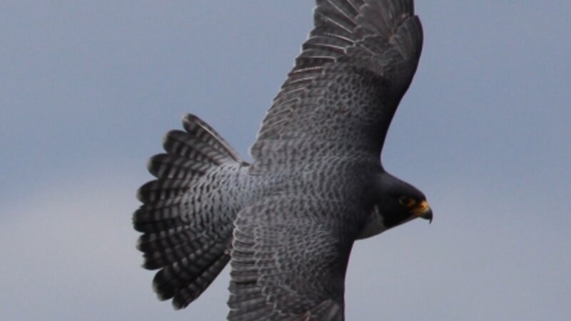 Peregrine Falcon in flight