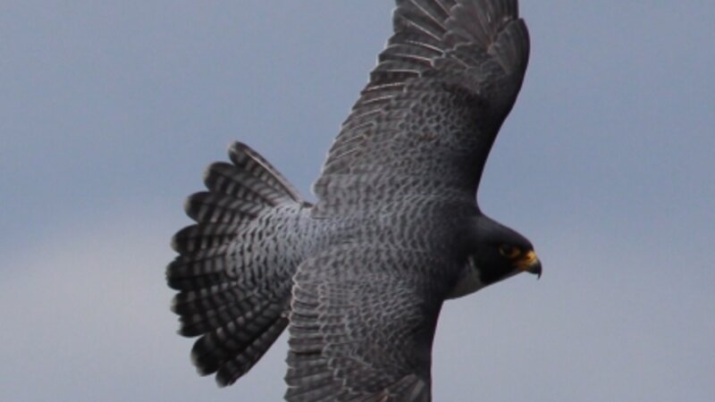 Peregrine Falcon in flight