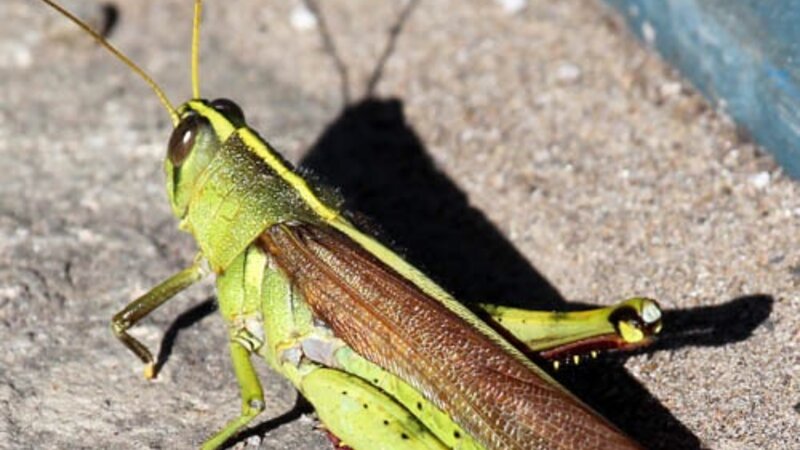 Grasshopper