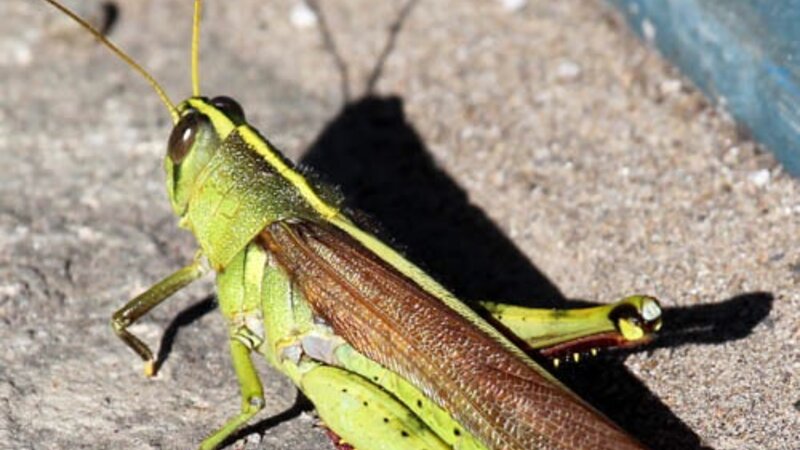 Grasshopper