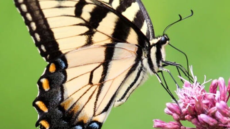 Tiger Swallowtail