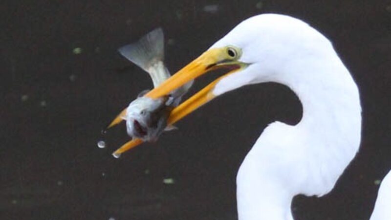 Fisherman