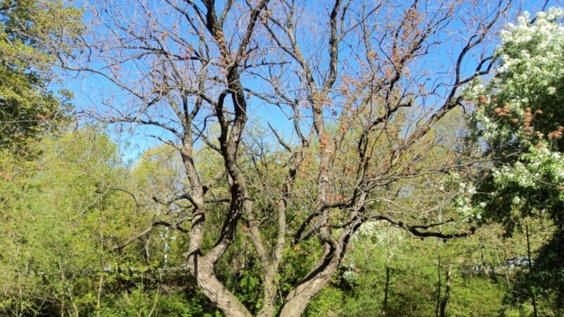 Bronx River Serenity