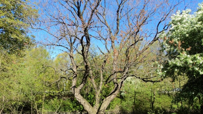 Bronx River Serenity