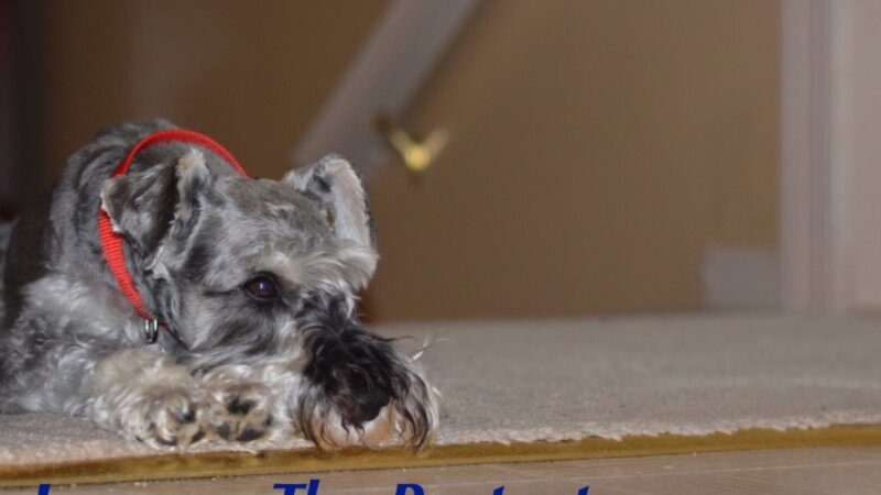 Watch Dog