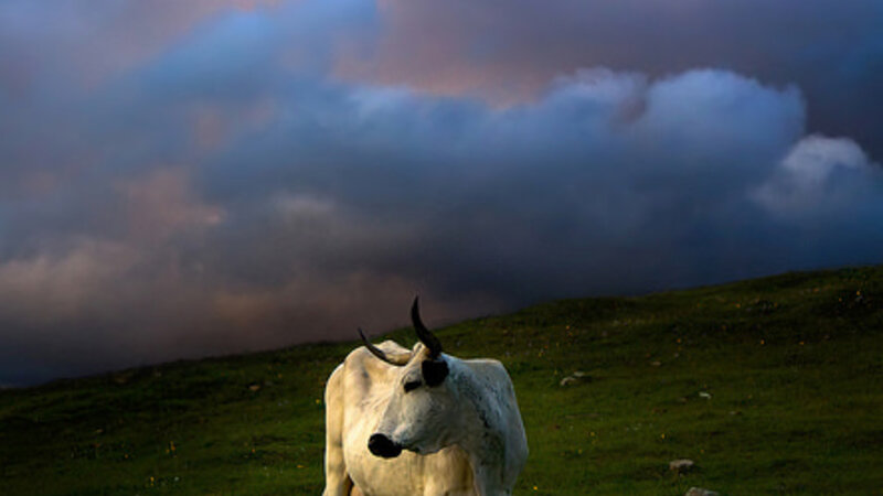 Mature horned cow on Taylor Mountain with backdrop of dramatic sunset clouds