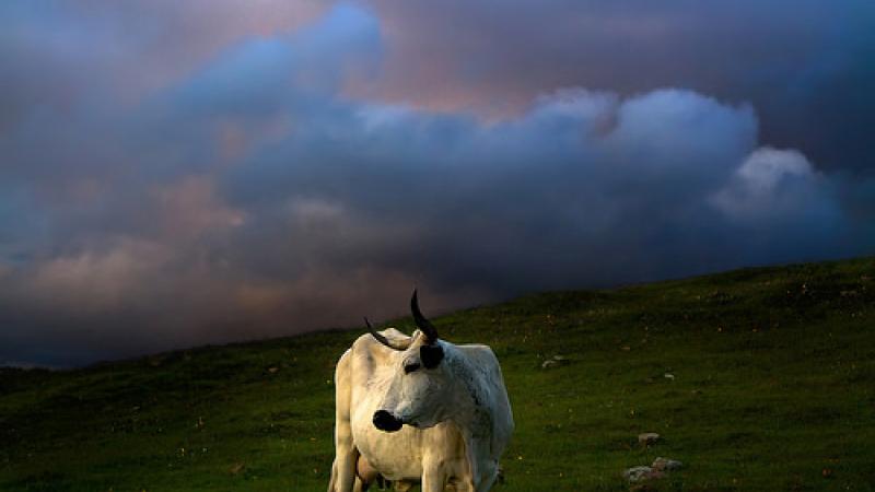 Mature horned cow on Taylor Mountain with backdrop of dramatic sunset clouds