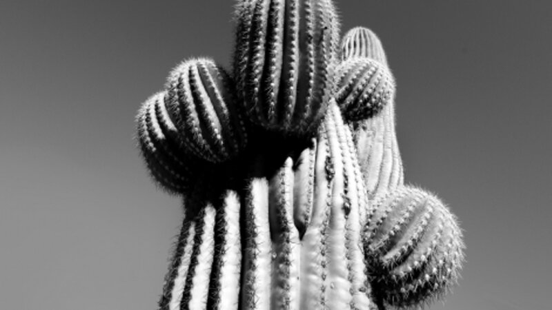 B & W photo of cactus